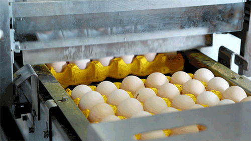 Marang Group egg grading machine sorting farm fresh eggs by size and weight — wholesale eggs South Africa quality control, Rustenburg